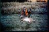 hunt04_011t.jpg - 3kb